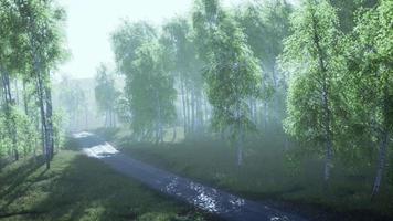 camino sucio a través del bosque de verano