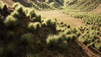 Desert area near oasis with shrub vegetation video