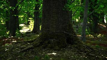 Asian tropical rainforest with moss video