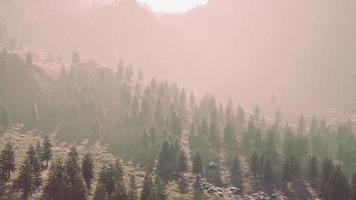 forêt de pins poussant sur les montagnes video