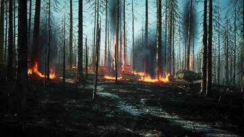 el incendio forestal con un árbol caído se quema hasta el suelo video