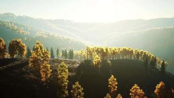 majestosas árvores com raios de sol no vale da montanha video