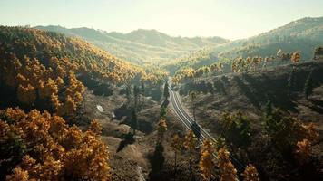 árvores amarelas e verdes na floresta de outono video