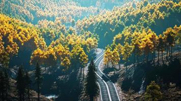 arbres jaunes et verts dans la forêt d'automne video