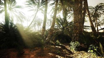 el sendero del oasis de palmeras es una de las muchas caminatas populares en el parque nacional video