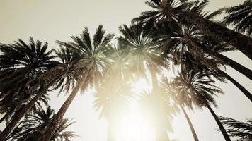 Underside of the coconuts tree with clear sky and shiny sun video