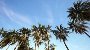 Underside of the coconuts tree with clear sky and shiny sun video