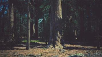 Early morning sunlight in the Sequoias of Mariposa Grove video