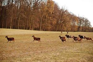 Running roe deers and rams in early spring meadow. Obora Holedna park, Brno, Czech Republic. photo