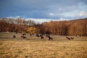 Roe deers and rams in early spring meadow. Obora Holedna park, Brno, Czech Republic. photo