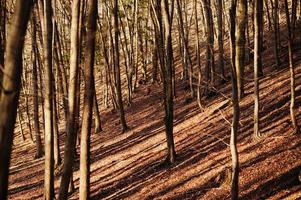 Roe deers in early spring forest. photo