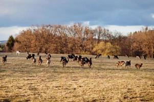 Roe deers and rams in early spring meadow. Obora Holedna park, Brno, Czech Republic. photo