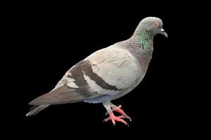 Pigeon on colored background with clipping path photo