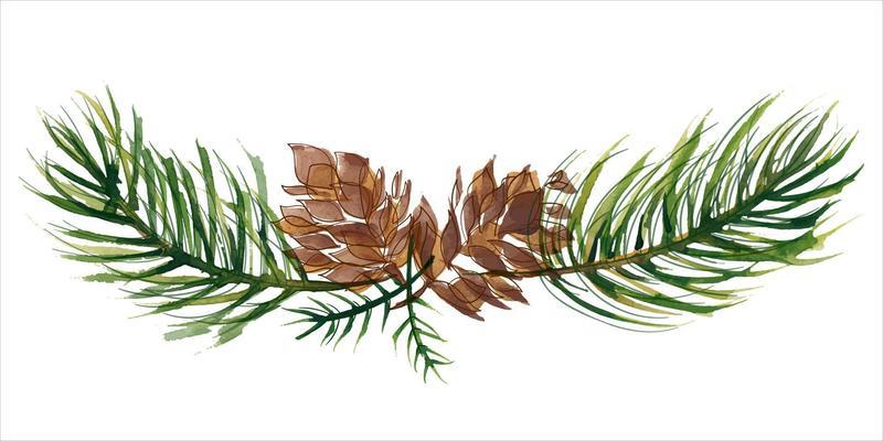 Christmas bouquet with cones and fir-tree branches. Decor vignette for cute Christmas and New Year greetings and invitations. Traced watercolor