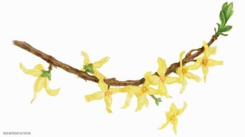 rama floreciente de forsythia, ilustración botánica de acuarela trazada vector