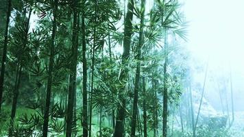 tropische Dschungel Südostasiens