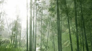 forêt de bambous asiatique avec temps de brouillard du matin video