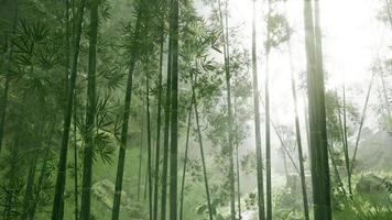 atmosfera mattutina in una foresta di bambù video