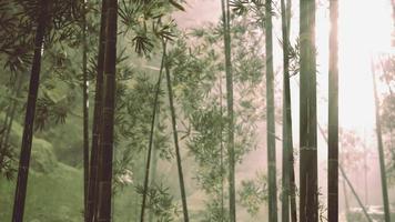 fräsch natur och grön tropisk bambuskog