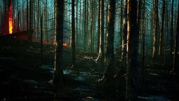 skogsbrand med brända träd efter skogsbrand