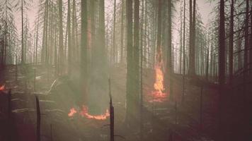 skogsbrand med fallna träd bränns ner till grunden video