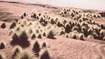 Bush in semi desert large wasteland video