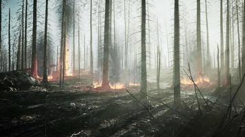 Forest fire with Burned trees after wildfire video