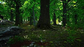escena mágica y pacífica del bosque cubierto de musgo