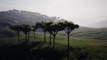 toma aérea de la sabana de Kenia video