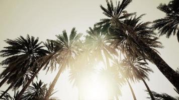 parte inferior da árvore de cocos com céu claro e sol brilhante