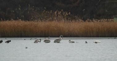 wilde zwaan of cygnus cygnus vogel in het meer video