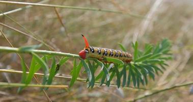 Hyles euphorbiae or spurge hawk-moth larva on the grass video