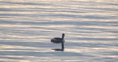 somormujo de cuello negro o pájaro podiceps nigricollis en el estanque video