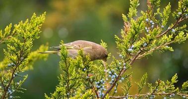 verderón europeo o chloris chloris pájaro en el árbol de cerca video