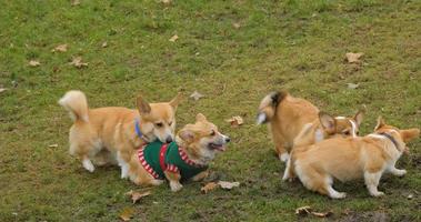 les chiens corgi jouent et marchent en plein air video