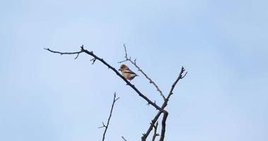 Kernbeißer oder Coccothraustes Coccothraustes Vogel auf dem Baum video