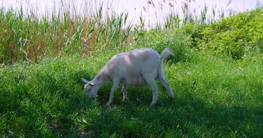 goats graze in the meadow video