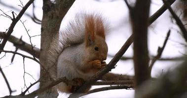 Close up of squirrel on the tree in the winter video