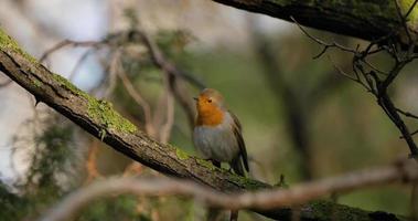 Close up of European robin or Erithacus rubecula bird video