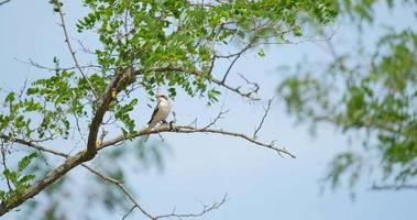 petite pie-grièche grise ou oiseau mineur lanius video