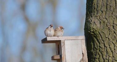 passeri su una casetta per gli uccelli video