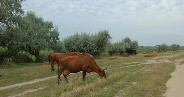 koe eet gras op het veld video