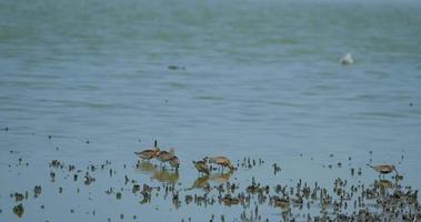 un troupeau d'oiseaux courlis bécasseaux se nourrissant près du rivage video