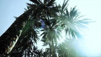 parte inferiore dell'albero di noci di cocco con cielo sereno e sole splendente video