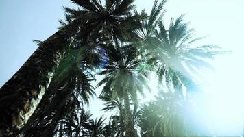 Underside of the coconuts tree with clear sky and shiny sun video