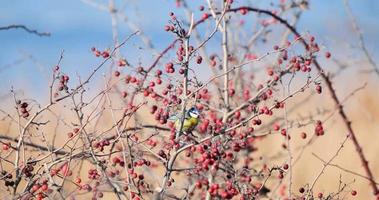 o chapim azul eurasiano ou cyanistes caeruleus na árvore video