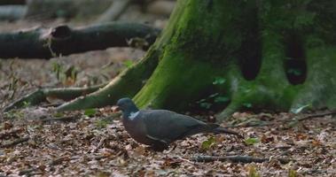 gemeine ringeltaube oder columba palumbus im wald video