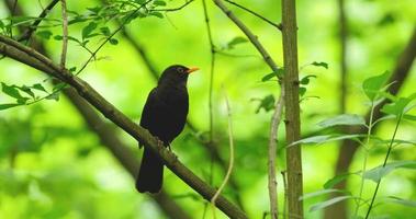 koltrasten eller turdus merula på trädet video