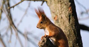 close-up van eekhoorn op de boom in de winter