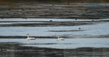 cisne whooper ou pássaro cygnus cygnus no lago video